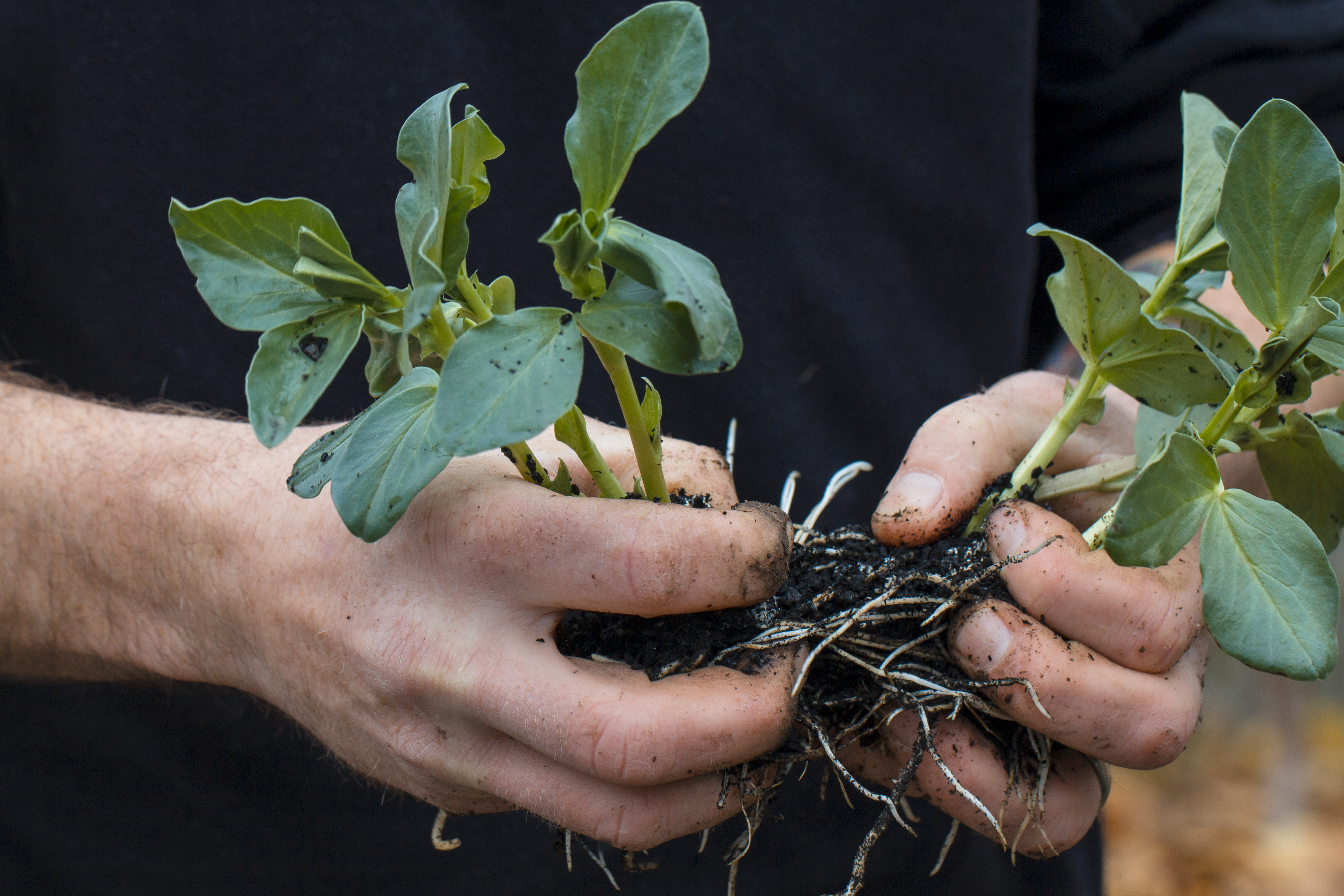 Top 5 careers you can pursue with a Certificate III in Horticulture